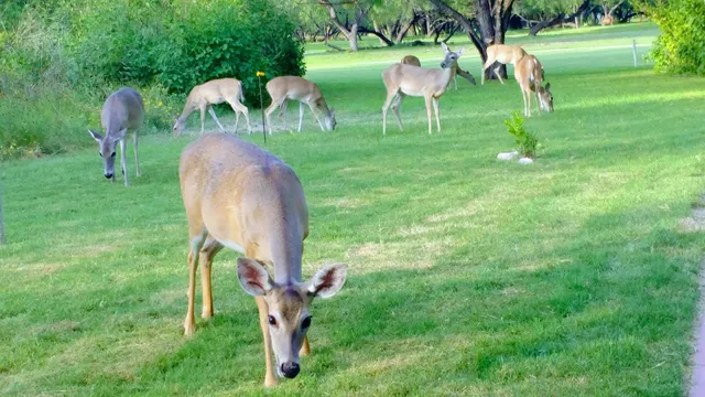 Fort Clark Springs Golf