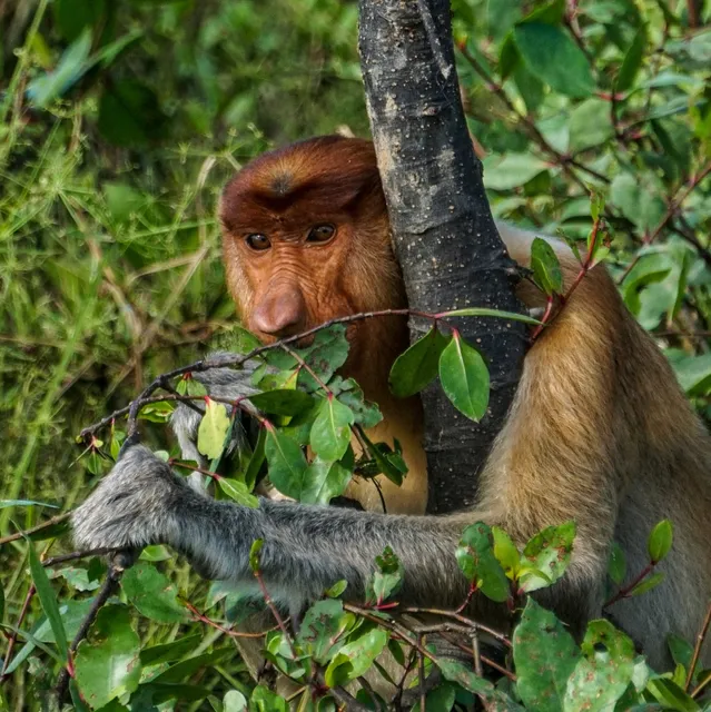 Weston Proboscis Monkey & Firefly River Cruise