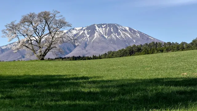 Koiwai Dairy Factory