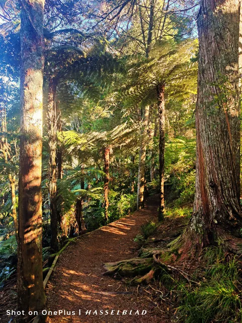Totara Park Forest Trail