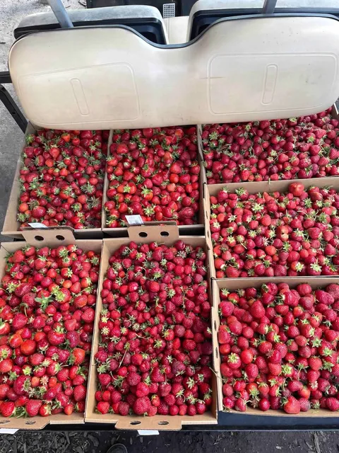 Strawberries Galore & More LLC.