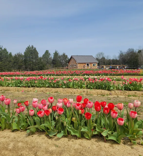 Lorenzen Flower Farm
