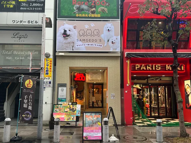 samoedos shinsaibashi