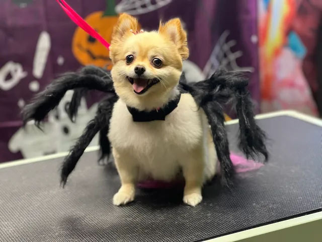 Jurassic Bark Dog Grooming