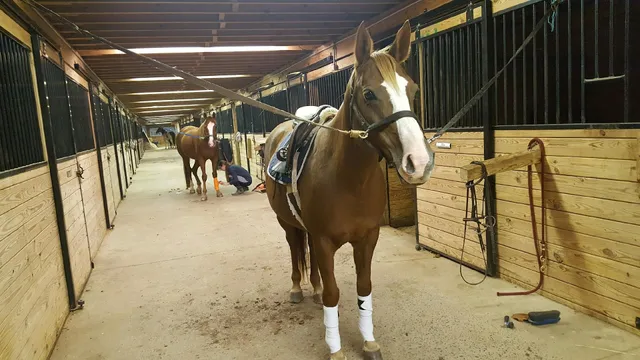 Saddlebrook Equestrian Center