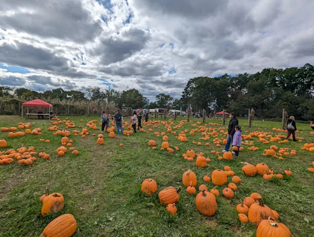 Decker Farm Pumpkin Picking