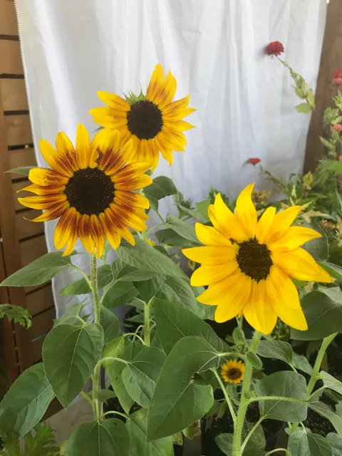 Green Market Farms & Greenhouse