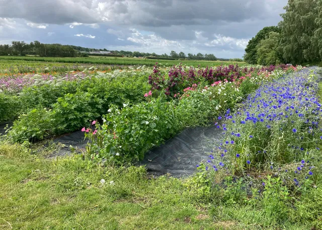 Susegård Farm Sales