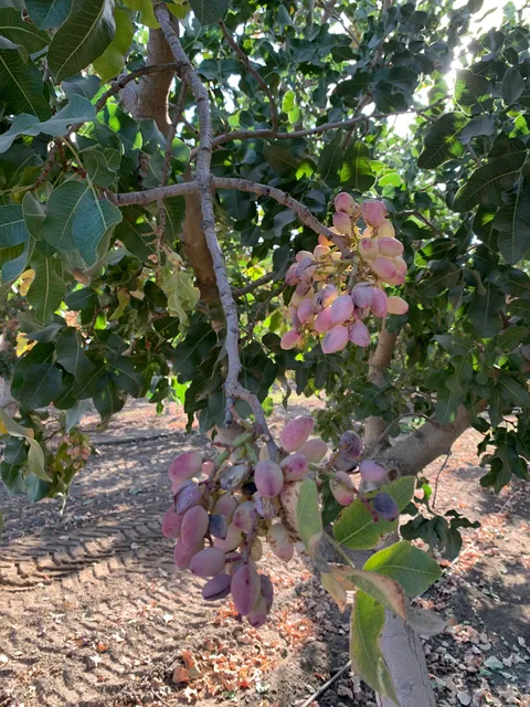 Almond California Pride Inc