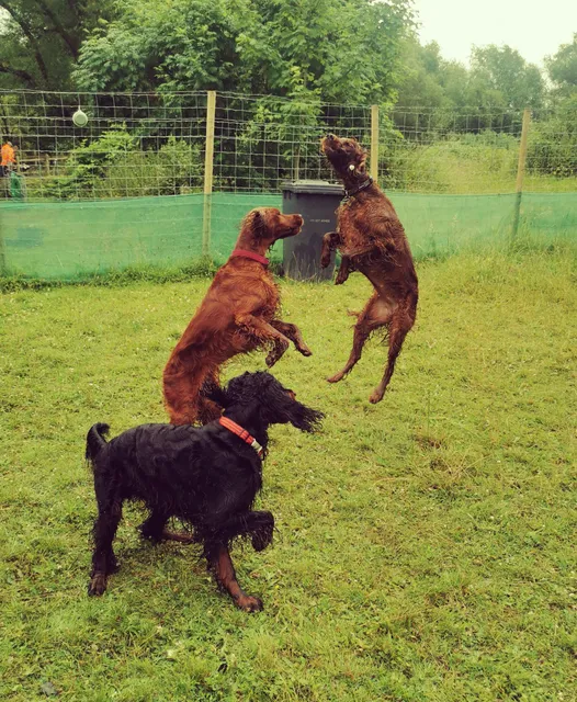 Barrowfield Dog Field