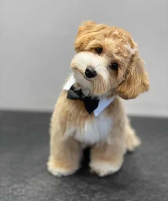 Happy Tails Dog Boutique