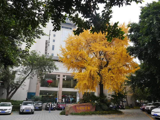Chengdu Library in Chengdu, China - reviews,open hours,photo spots ...