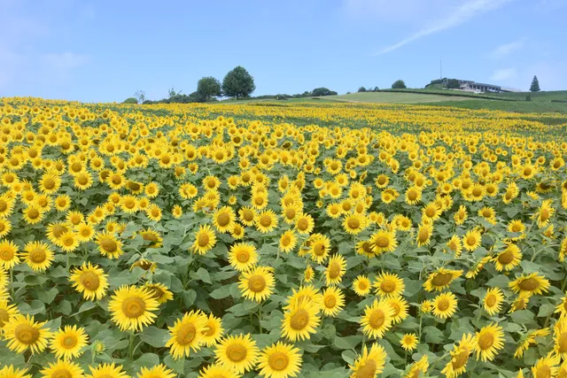 Hyogo Prefecture Awaji Hanasajiki
