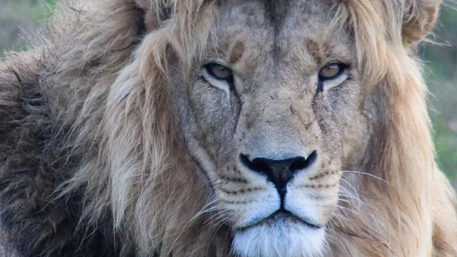 Simbonga Game Reserve and Sanctuary - Warriors of Wildlife Sanctuary