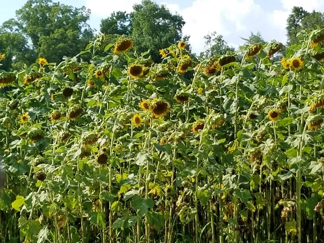 NC Sunflower Festival