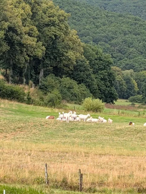 Kolvenbacher Ziegenhof