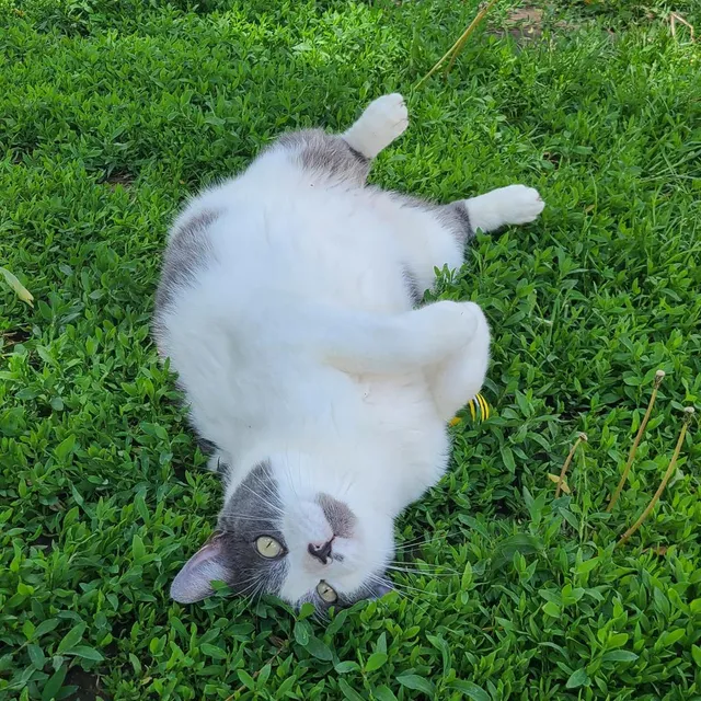 Rocky Mountain Feline Rescue