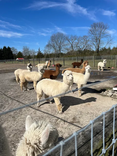 Silver Fox Farm Alpacas