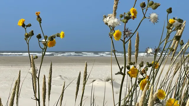 Langeoog-Villa Apollonia Ferienwohnungen