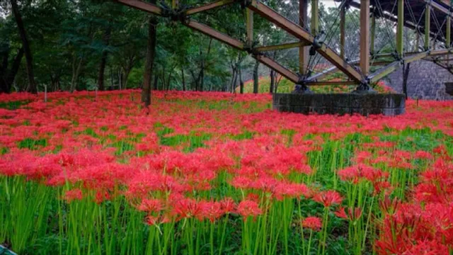 巾着田曼珠沙華公園