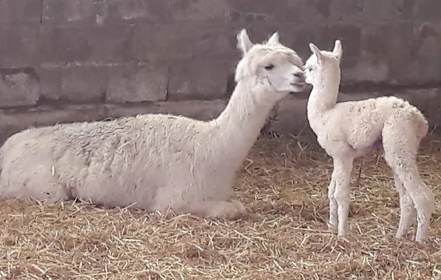 ferme pédagogique du grand der