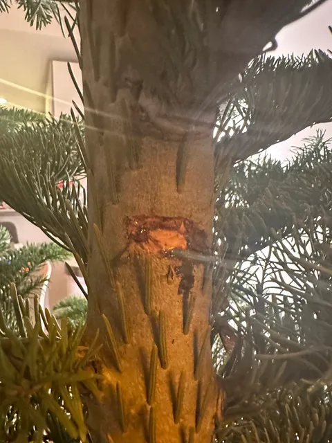 Delancey St Fdtn Christmas Tree Lot (Seasonal)