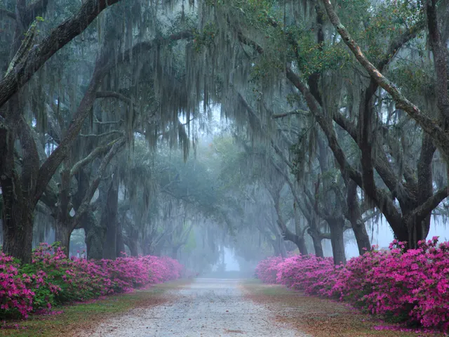 Bonaventure Cemetery Tours