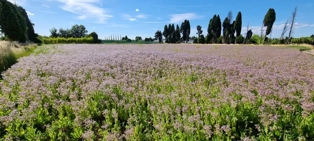 Rucher des Alpilles. Ets Brun, MIELS