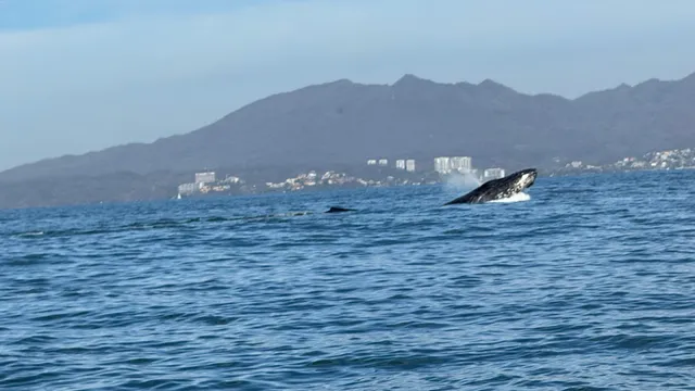 Ecotours Vallarta / Dive Shop