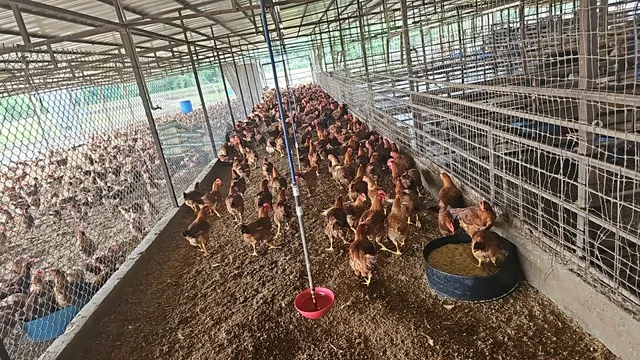 The Farm at Mansfield