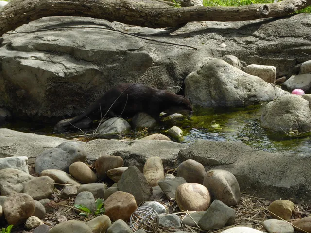 River Otter Exhibit