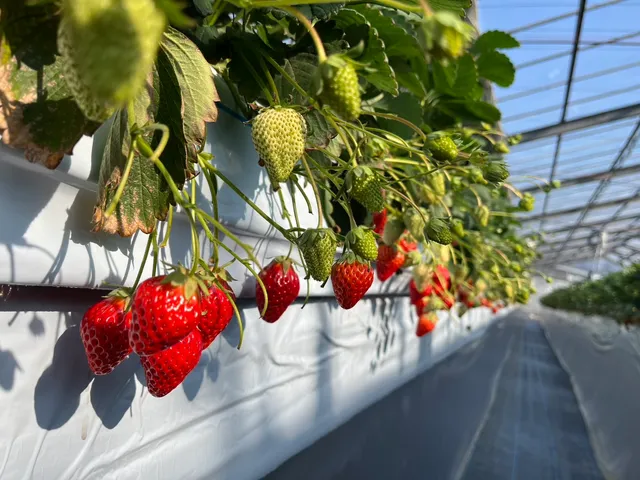 AgriWays(アグリウェイズ) いちご狩り・直売