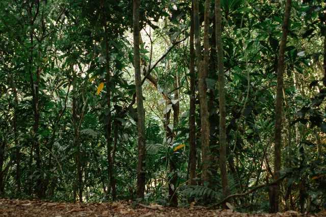 Camino de Plantación