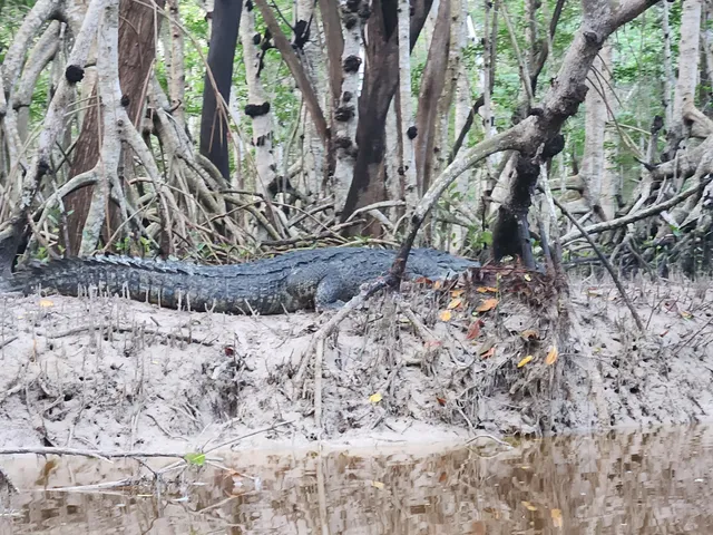 Guardianes de los Manglares de Dzinintún recorridos en Canoa y Kayak en Celestún