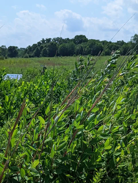 Lakeview Nature Center