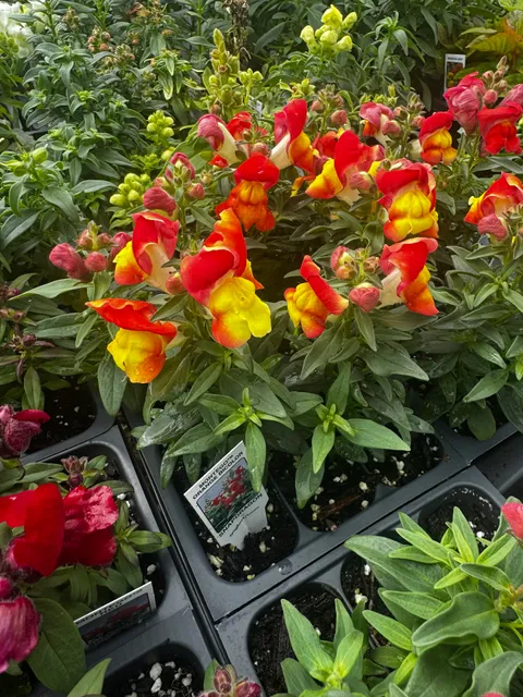 Granny's Garden Goods