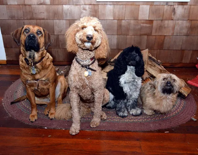 Pet Haven Cemetery & Crematory