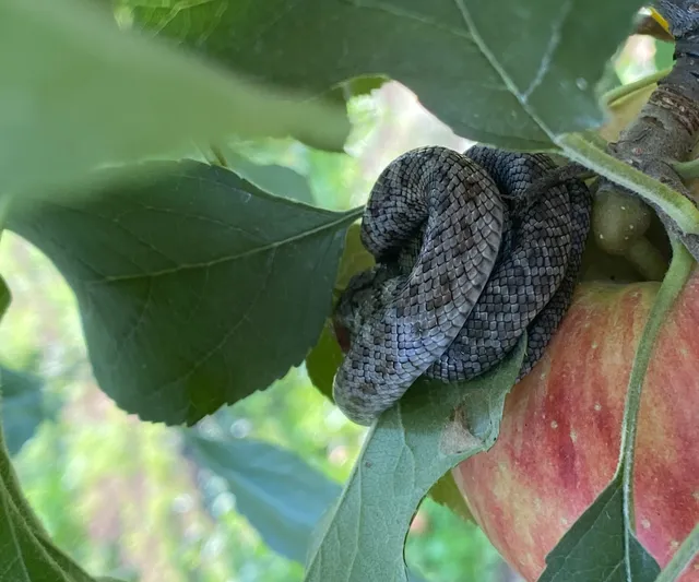 Yamakawa’s Apple Orchard