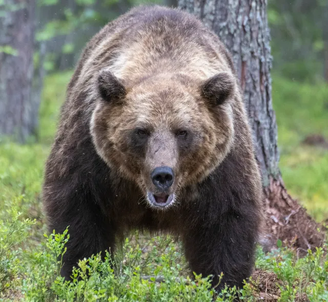 Boreal Wildlife Center - Photography and observation of animals