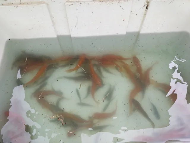 Watauga Lake Live Bait and Tackle