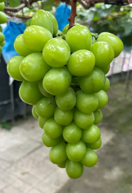 溪湖葡萄觀光果園(目前非產季)