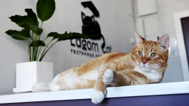 Lagom Cat Гостиница для кошек