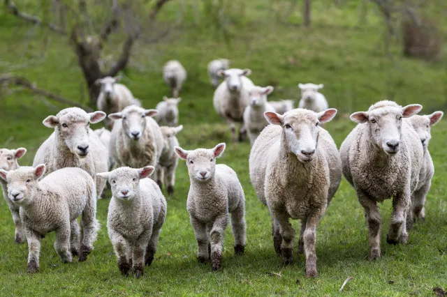 Najaf Halal Meat Company