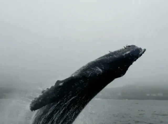 Dockside Charters and Whale Watching Tours