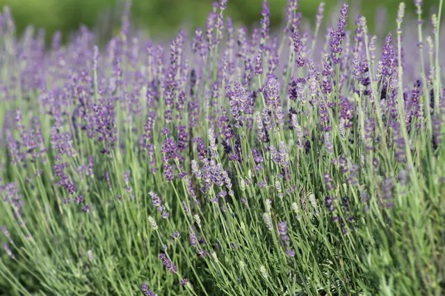 Hidden Spruce Lavender Farm