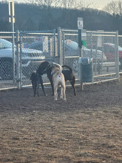 Bloomsburg Dog Park