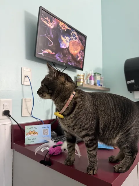 Pershing Oaks Animal Hospital