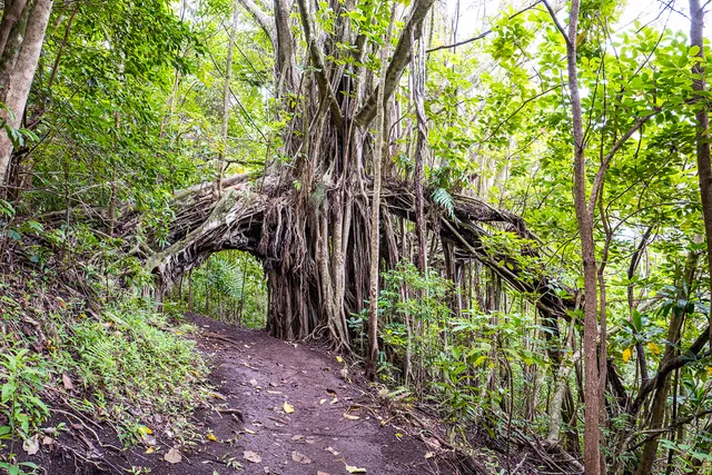 Makiki Arboretum Trail