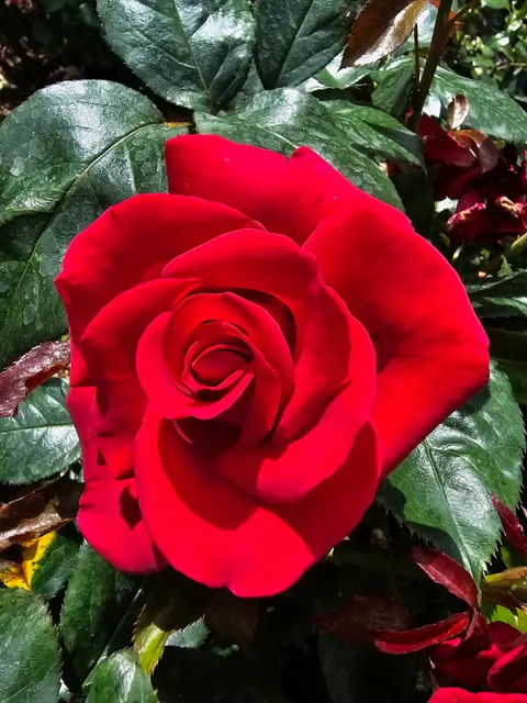 Frimley Park Rose Garden