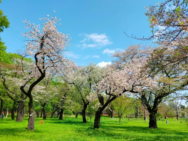 Cherry Blossom Garden